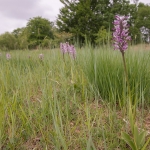 Aapjesorchis Aapjesorchis
