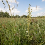 Grote Keverorchis Grote Keverorchis