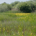 Kapittelduinen Kapittelduinen