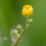 Scherpe Boterbloem Scherpe Boterbloem