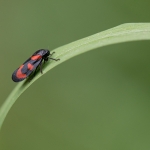Bloedcicade Bloedcicade