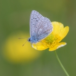 Icarusblauwtje Icarusblauwtje