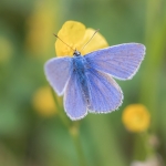 Icarusblauwtje Icarusblauwtje