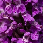 Rietorchis sp. Rietorchis sp.