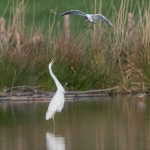 Grote Zilverreiger Grote Zilverreiger