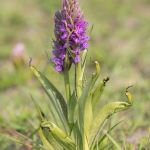 Gevlekte Rietorchis Gevlekte Rietorchis