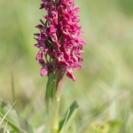 Steenrode Orchis Steenrode Orchis