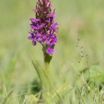 Gewone Rietorchis Gewone Rietorchis