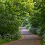 Scheveningsche Boschjes Scheveningsche Boschjes