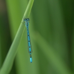 Azuurwaterjuffer Azuurwaterjuffer