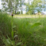 Bijenorchis Bijenorchis