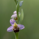 Bijenorchis Bijenorchis