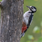 Grote Bonte Specht Grote Bonte Specht
