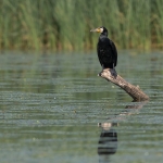 Aalscholver Aalscholver