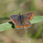 Bruin Blauwtje Bruin Blauwtje