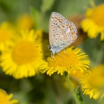 Icarusblauwtje Icarusblauwtje
