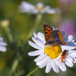 Kleine Vuurvlinder Kleine Vuurvlinder