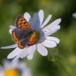 Kleine Vuurvlinder Kleine Vuurvlinder
