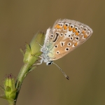 Icarusblauwtje Icarusblauwtje