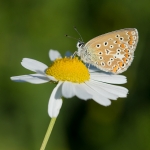 Icarusblauwtje Icarusblauwtje