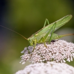 Grote Groene Sabelsprinkhaan Grote Groene Sabelsprinkhaan