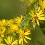 Grote Groene Sabelsprinkhaan Grote Groene Sabelsprinkhaan