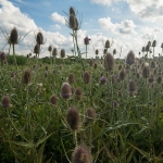Grote Kaardenbol Grote Kaardenbol