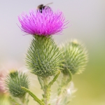 Speerdistel Speerdistel