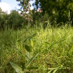 Brede Wespenorchis Brede Wespenorchis