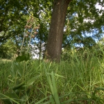 Brede Wespenorchis Brede Wespenorchis