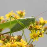 Grote Groene Sabelsprinkhaan Grote Groene Sabelsprinkhaan