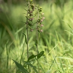 Brede Wespenorchis Brede Wespenorchis