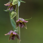 Brede Wespenorchis Brede Wespenorchis