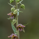 Brede Wespenorchis Brede Wespenorchis