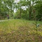 Brede Wespenorchis Brede Wespenorchis