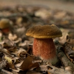 Gewone Heksenboleet Gewone Heksenboleet