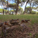 Potamon potamios Potamon potamios