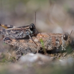 Rosevleugel Rosevleugel