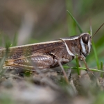 Costa's Rosevleugel Costa's Rosevleugel