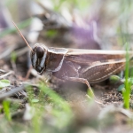 Costa's Rosevleugel Costa's Rosevleugel