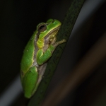 Oostelijke Boomkikker Oostelijke Boomkikker