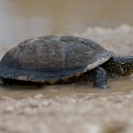 Europese Moerasschildpad Europese Moerasschildpad