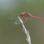 Zuidelijke Heidelibel Zuidelijke Heidelibel