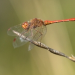 Zuidelijke Heidelibel Zuidelijke Heidelibel