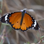 Kleine Monarchvlinder Kleine Monarchvlinder