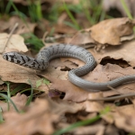 Scheltopusik Scheltopusik