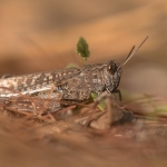 Rosevleugel Rosevleugel