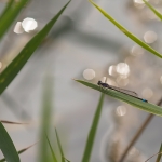 Lantaarntje Lantaarntje