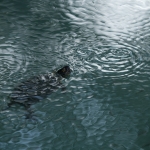 Europese Moerasschildpad Europese Moerasschildpad