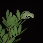 Afrikaanse Kameleon Afrikaanse Kameleon